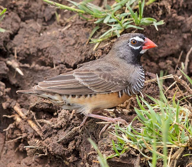 African Quailfinch male